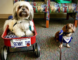 Photograph of Benny and Thomas dogs
