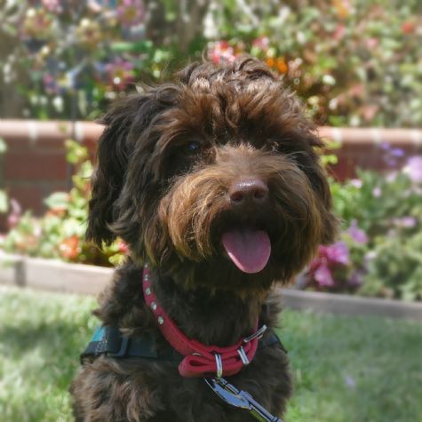 Coco