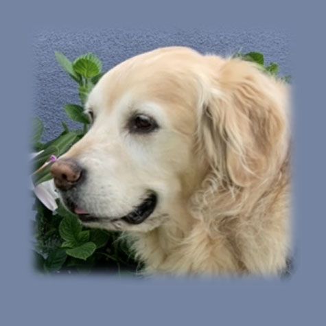 Cooper