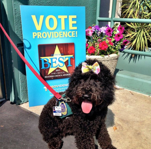 Dog with bow in hair