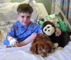 Boy in hospital bed with small dog and toy monkey