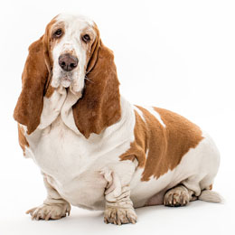 Photograph of Paisley dog