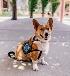 Photograph of dog