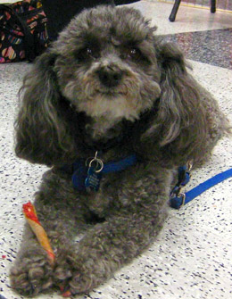 Photograph of Tootsie dog